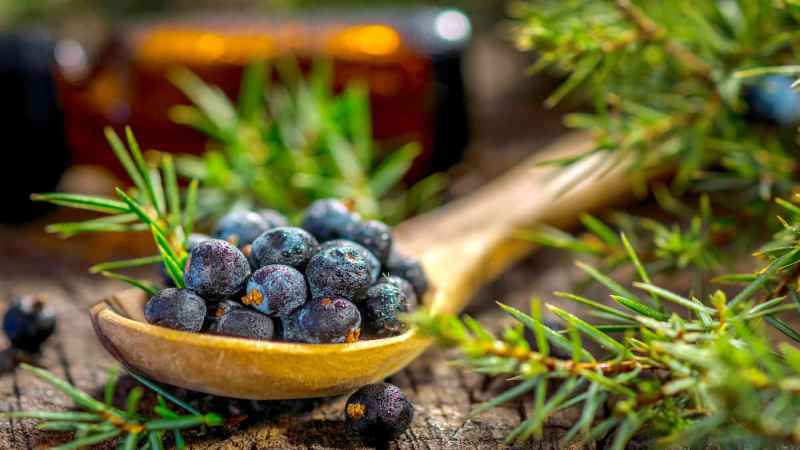 Juniper Berries Substitutes